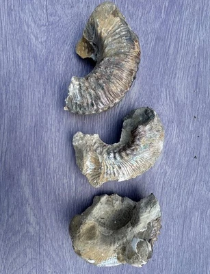 Lot of 3 Iridescent Ammonite Fossils Scaphites South Dakota Shell Fossils Color