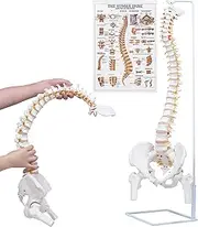 NLShan Flexible Spine Model, 34.6'' Life Size Human Spinal Cord Anatomical Model with Stand, for Science Study or Patient Education