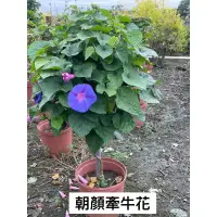 在飛比找蝦皮購物優惠-霏霏園藝朝顏牽牛花8吋1900元原價3500