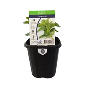 95mm Basil Perennial - Mentha Rotundifolia