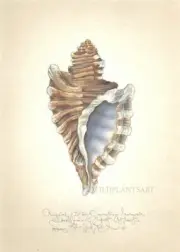 ANGULAR TRITON SEASHELL orignal limited edition SIGNED handworked print