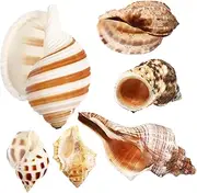 Kisangel Crab Shell Set 6 Large Natural Sea Shells Aquarium Decor Crab Birthday Party Supplies
