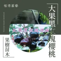 在飛比找蝦皮購物優惠-植得｜大果黑玫瑰櫻桃🍒｜果樹苗木