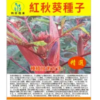 在飛比找蝦皮購物優惠-❥【原廠包裝】秋葵種子 紅秋葵種子 四五月份播種 盆栽家庭種