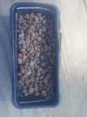 LAVA ROCK. 10 gallon great white. inoculated with Mycorrhizal an trace elements