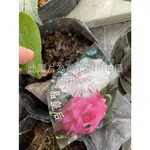 ☆萬花叢★灌木植物★茶花苗【水晶皇后(全紅/白底紅條/塊斑)】★3吋黑軟盆★高約5-10CM★(季節1月~3月)