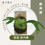 【植下歲月】駝鹿鹿角蕨｜鹿角蕨，深綠與非洲圓盾交種，成熟後孢子葉分叉多，如駝鹿角一般壯觀 上板植物