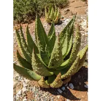 在飛比找蝦皮購物優惠-Aloe aculeata 阿麗錦 蘆薈 王刺錦 種子