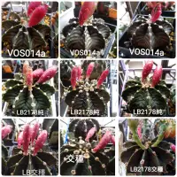 在飛比找蝦皮購物優惠-LB2178種子 VOS014a 緋翠錦種子 緋牡丹錦 翠晃