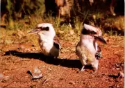 (128) Australia - Kookaburra Pair of Bird / Oiseau