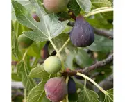 Fig Tree - Fragrance Oil