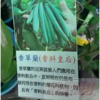 在飛比找蝦皮購物優惠-香草香料  香草蘭 梵尼蘭(香草豆莢)  5-6吋盆高15-