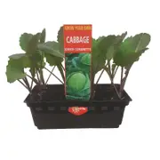 Punnet Cabbage Green Coronette - Grow Your Own Range