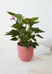 Anthurium Plant (Pink)