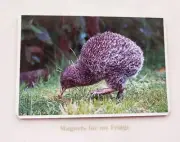 BABY KIWI BIRD FRIDGE MAGNET - M703F