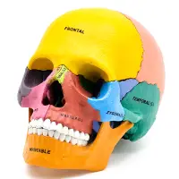 在飛比找蝦皮商城優惠-4D MASTER 益智拼裝玩具 原色彩色螢光色人體頭骨器官