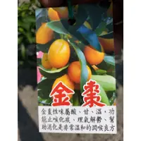 在飛比找蝦皮購物優惠-李家果苗 四季金棗 8吋盆 嫁接苗 掛果 高度50-70公分