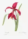 Amaryllis - 1800's - Pierre-Joseph Redoute - Botanical Illustration Poster