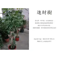 在飛比找蝦皮購物優惠-心栽花坊-進財樹/海南菜豆樹/1尺盆/觀葉植物/室內植物/綠