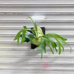 ✿ M.Y. BOTANICAL LIFE 我的植物生活 ✿ 駝鹿鹿角蕨 側芽 觀賞植物 深綠交非洲圓盾 擇優出不挑款