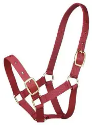 GYMKHANA FOAL HALTER