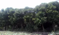 在飛比找Yahoo!奇摩拍賣優惠-【旭昇景觀樹園藝行】墨西哥落羽松高5-6米.米徑20-30公