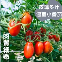 在飛比找蝦皮購物優惠-樹爺爺與香奶奶｜果季 溫室小番茄🍅 玉女小番茄 皮薄多汁 小