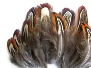 1/4 Lb. - Natural Almond Ringneck Pheasant Plumage Wholesale Feathers (Bulk)