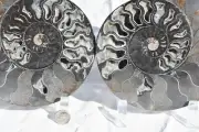 Large Black Ammonite Pair Deep Crystals XXXL Dino age Fossil 200mm 7.9" 3225rt