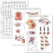 3 Pack - Labor & Birthing Position Poster + Pregnancy Anatomy Chart + Female Reproductive Anatomical Poster - Childbirth Education for Doula, Midwife or Birthworker - 18" x 24" - Laminated