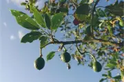Rare variety Yellow Pear Avocado Tree - 2 seeds