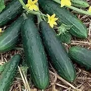 Cucumber Burpless - Treated (10 seeds)