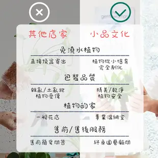 【小品文化】森林馬拉巴栗【現貨】3吋條紋圓免澆水盆栽 懶人盆栽 觀葉植物 室內植物 自動吸水 創意花盆 居家辦公盆花