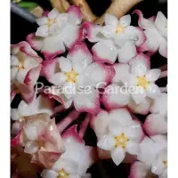 在飛比找蝦皮購物優惠-【天堂花園 Paradise Garden】 Hoya cv