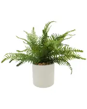Creative Displays Green River Fern Plant