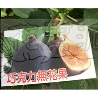 在飛比找蝦皮購物優惠-花幫派_水果苗--巧克力無花果--果皮黑色~市場稀有/5/6