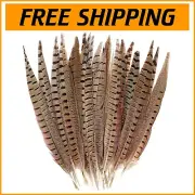 Versatile 20pcs 14-16 inch Male Pheasant Feathers for Crafts & Decorations