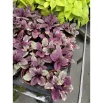 紫唇花。漸層迷彩的紫色三吋盆$40