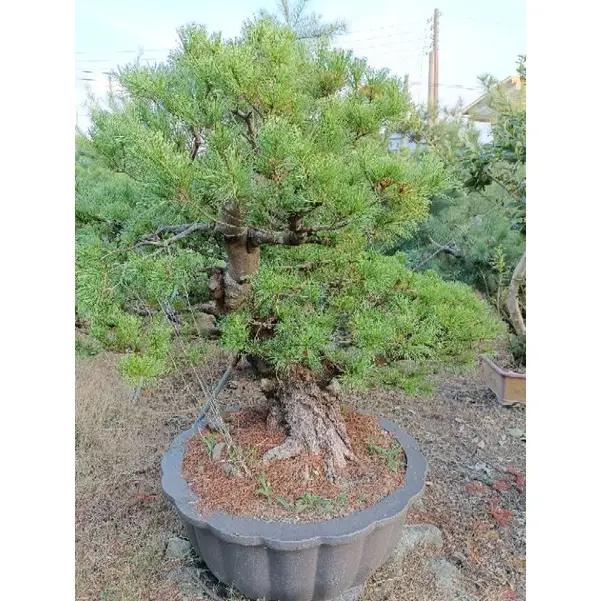 五葉松大型盆栽的優惠比較- 2026年01月|飛比價格