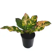 125mm Croton Magnificent - Codiaeum variegatum