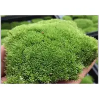 在飛比找蝦皮商城精選優惠-苔鑽🍀大量大片天然「15cmx15cm」莫絲 客製化moss