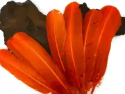 6 Pieces- Orange Turkey Rounds Secondary Large Wing Quill Feathers Craft Supply