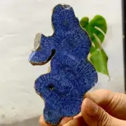 53G Natural Blue Coral Reef Cluster Marine Mineral Crystal Specimen