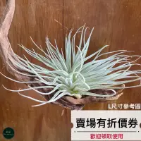 在飛比找蝦皮購物優惠-植藝-棉花糖 ✧粉嫩花苞✧ Tillandsia Cotto