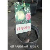 在飛比找蝦皮購物優惠-☆萬花叢★水果苗【紅心芭樂】★4吋黑軟盆☆高約25-30cm