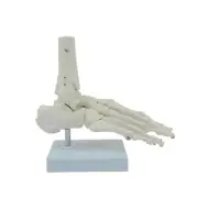 Human Foot Skeleton Model Scientific Life Size for Display Base for Teaching