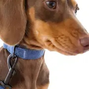 PuppCo Luxe Demin Dog Collar