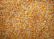 10 pounds Yellow Whole Kernel Corn Grown and Shipped from Iowa