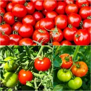 Tomato - Oregon Spring seeds