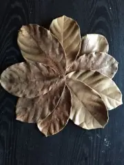 Unlock the Secret to Healthier and Happier Fish with Dried Jackfruit Leaves